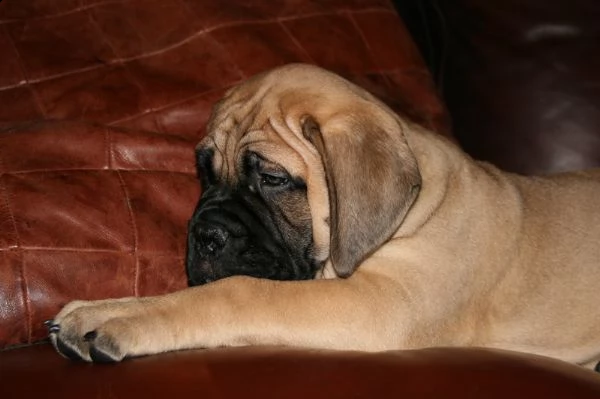 meravigliosa cucciolata di bullmastiff | Foto 0