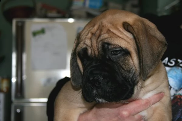 meravigliosa cucciolata di bullmastiff