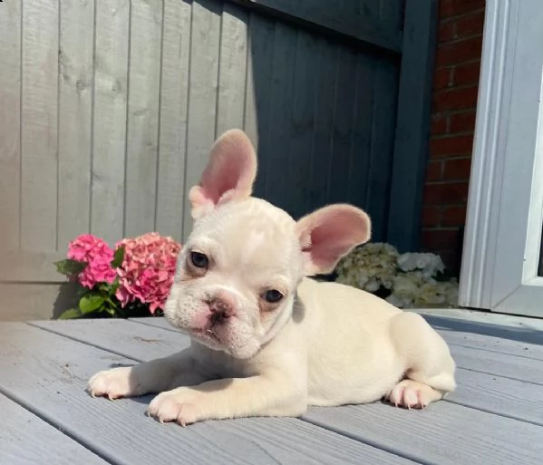 cuccioli di bulldog francese per l'adozione......