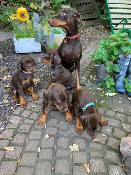  regalo adorabili cuccioli  dobermann  femminucce e maschietti