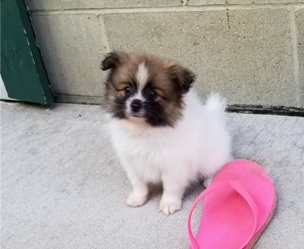 regalo pomerania cuccioli (maschio e femmina)