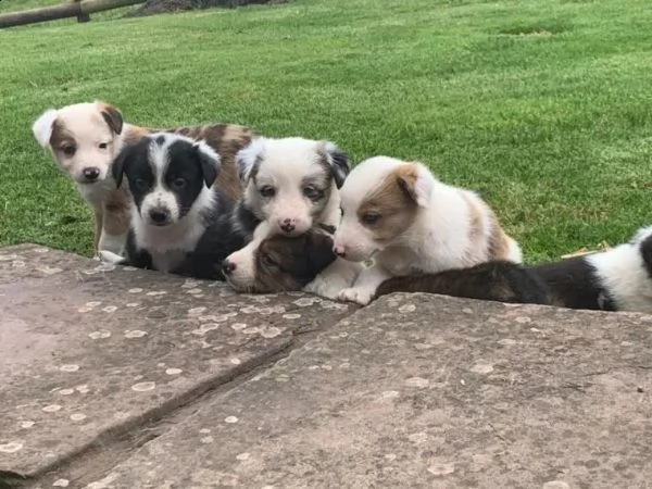 adorabili cuccioli di border collie femminucce e maschietti