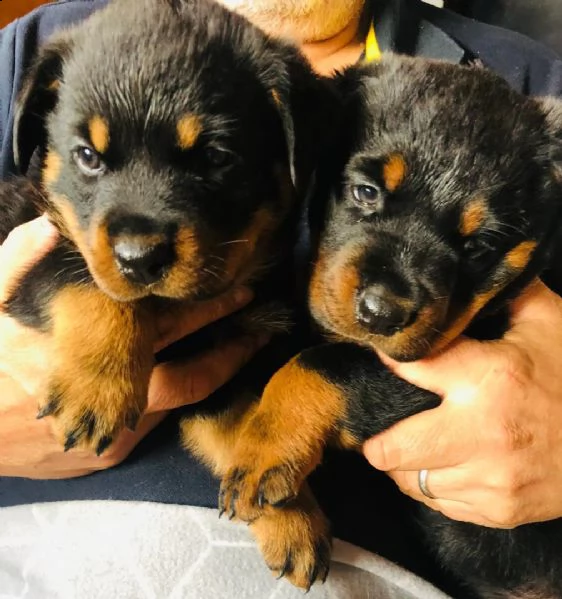 regalo cuccioli di tipo rottweiler con i capelli corti