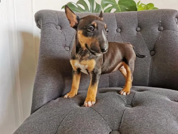 regalo adorabili cuccioli  dobermann  femminucce e maschietti