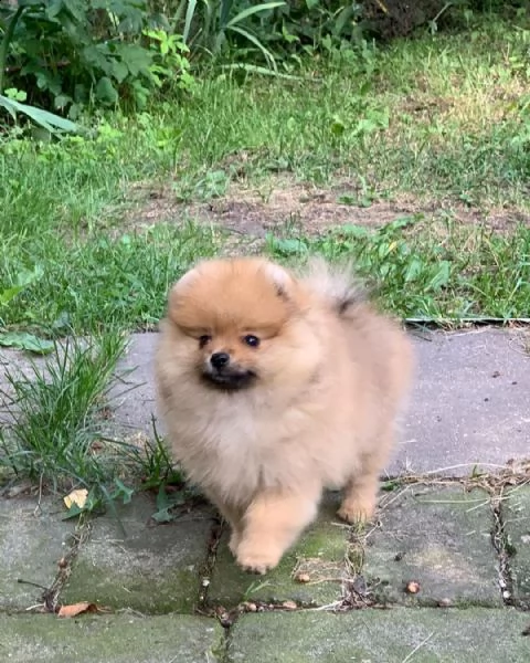 regalo di cuccioli di volpino pomeranian   adorabili cuccioli di volpino pomeranian  femmine e masch