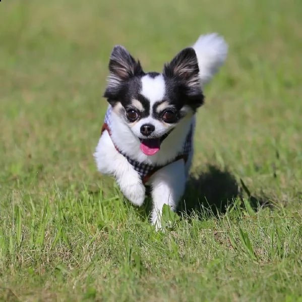 meraviglioso regalo di chihuahua  cuccioli di chihuahua di ottima genealogia, già vaccinati, svermin