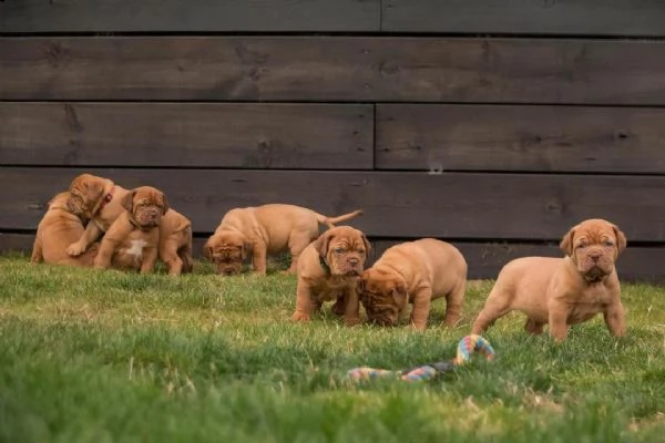 regalo bellissimi maschi e femmine dogue de bordeaux cuccioli