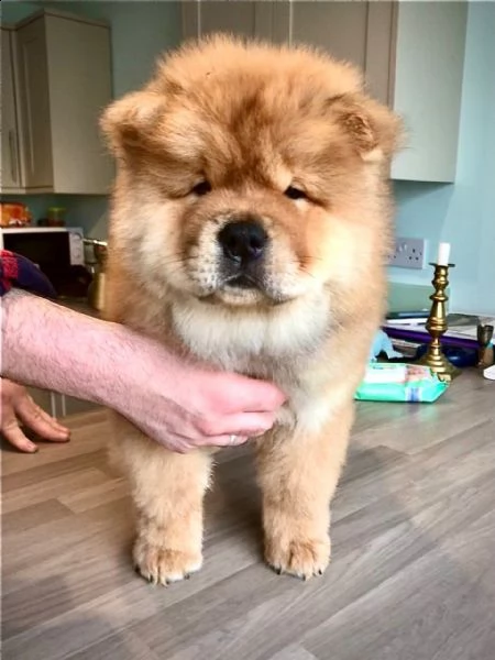 adorabili cuccioli di chow chow impostati per l'adozione