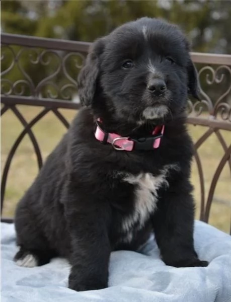 adorabili cuccioli di san bernardo messi in adozione,