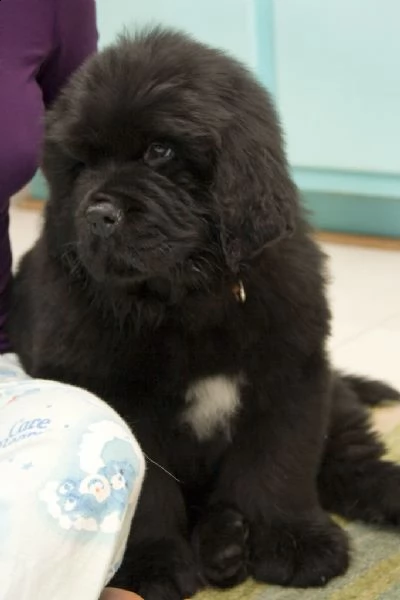  bellissimi cuccioli di terranova | Foto 1