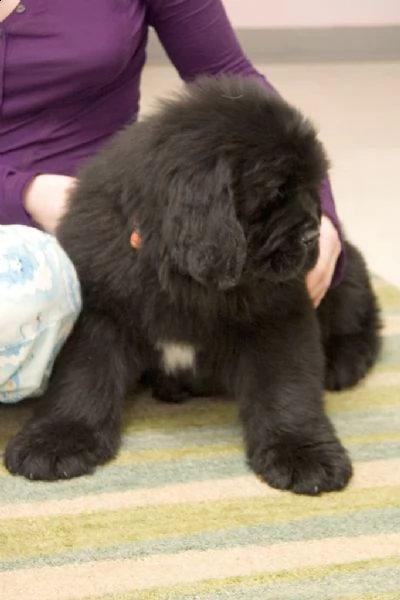  bellissimi cuccioli di terranova