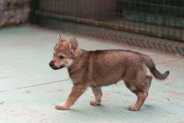 meravigliosa cucciolata di lupo cecoslovacco | Foto 0