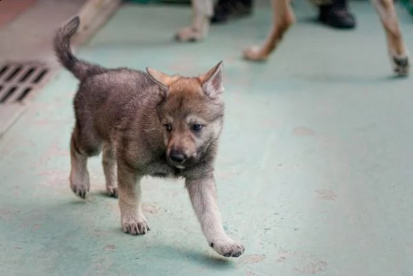 meravigliosa cucciolata di lupo cecoslovacco