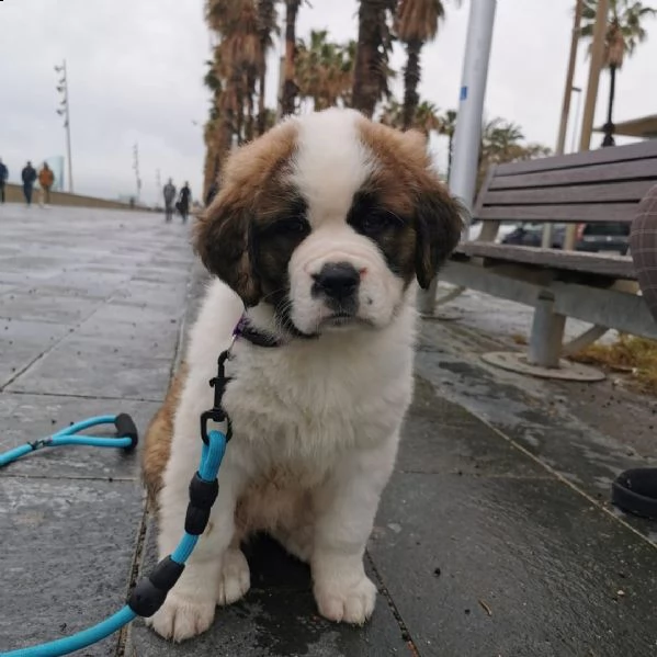 regalo adorabili cuccioli san bernardo femminucce e maschietti disponibili gratuita i cuccioli sono 