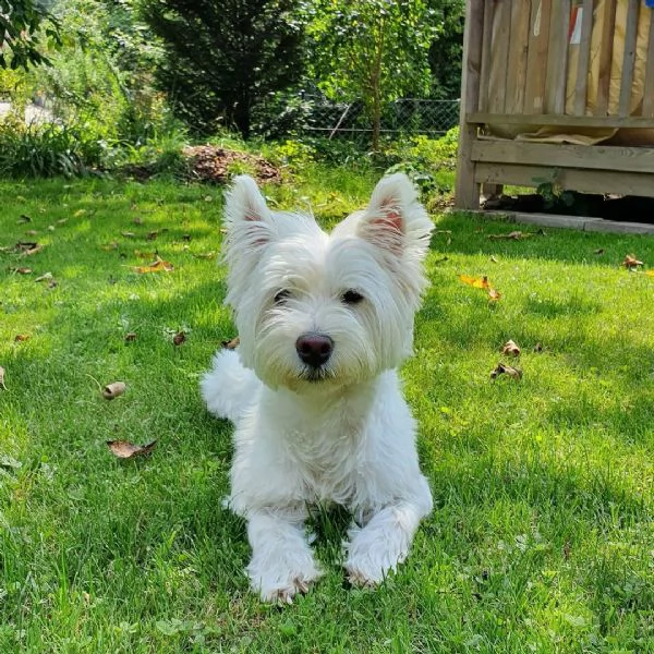 regalo adorabili cuccioli west highland terrier bianco femminucce e maschietti disponibili gratuita 