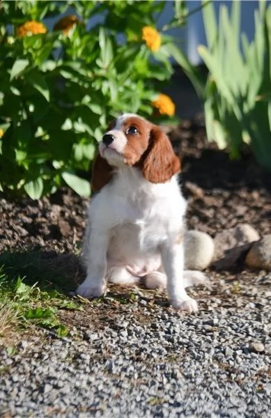 regalo cavalier king cuccioli meravigliosi ! 