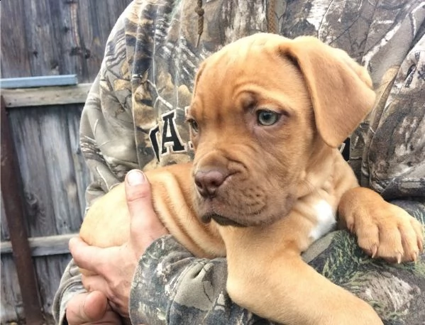  regalo bellissimi maschi e femmine dogue de bordeaux cuccioli