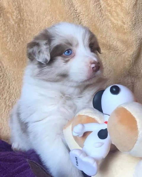 adorabili cuccioli di border collie femminucce e maschietti disponibili per l'adozione gratuita i cu