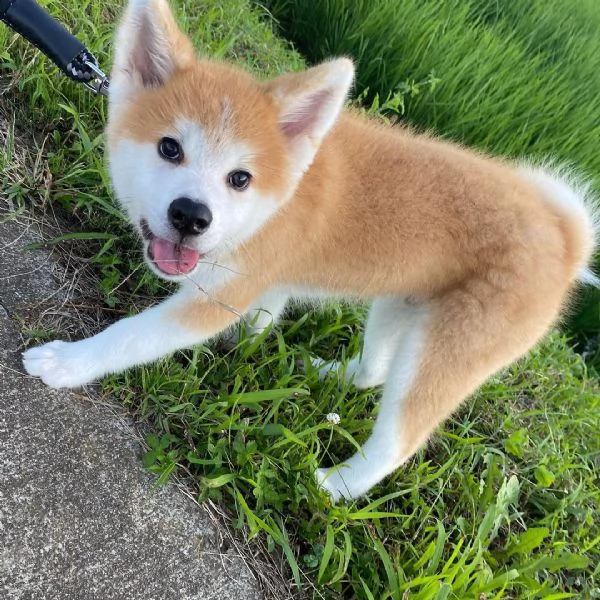 regalo due cuccioli di shiba inu per l'adozione disponibili per una buona case, i cuccioli sono ben 