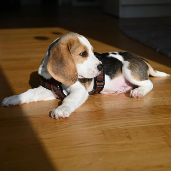 regalo cuccioli dolce e bella beagle stiamo dando questi nostri cuccioli sani maschi e femmine in un