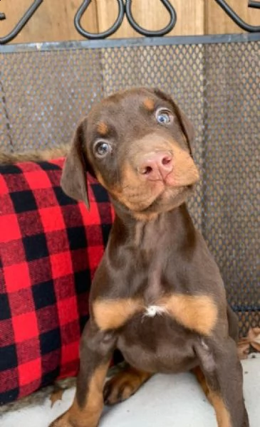 adorabili cuccioli di doberman pinscher predisposti per l'adozione