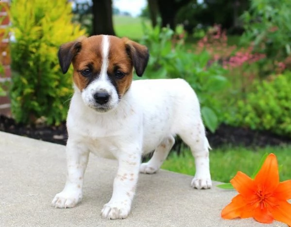  adorabili cuccioli di jack russell messi in adozione