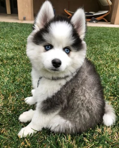 regalo cuccioli di razza siberiano husky consegna con il libretto sanitario,  il michrochip, vaccina