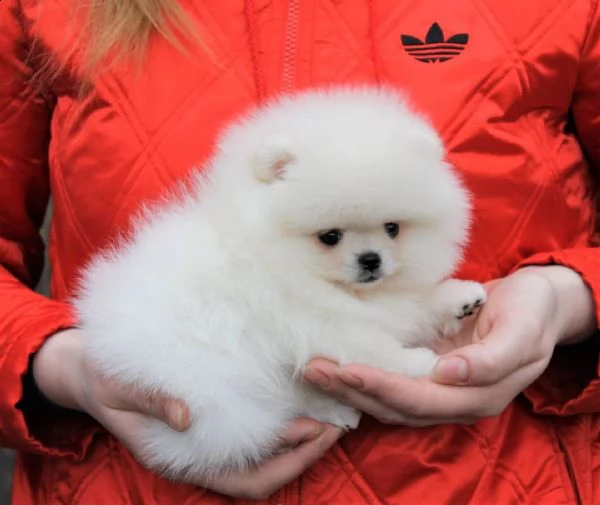 pomerania nano