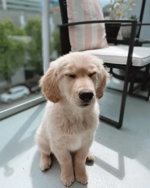 molto urgente !!! regalo golden retriever cuccioli belli e simpatici. maschio e femmina pronti per u