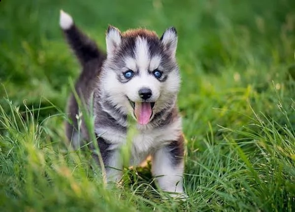 regalo cuccioli di razza siberiano husky consegna con il libretto sanitario,  il michrochip, vaccina