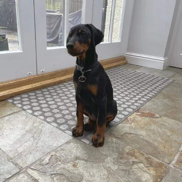 adorabili cuccioli di doberman pinscher predisposti per l'adozione, sono gabbie domestiche aggiornat