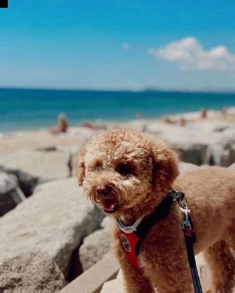 regalo cuccioli barboncino di 90 giorni nata e svezzata in ambiente familiare. viene munita di docum