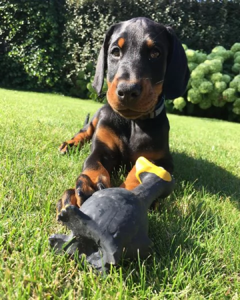 regalo adorabili cuccioli dobermann femminucce e maschietti disponibili verranno ceduti con pedigree