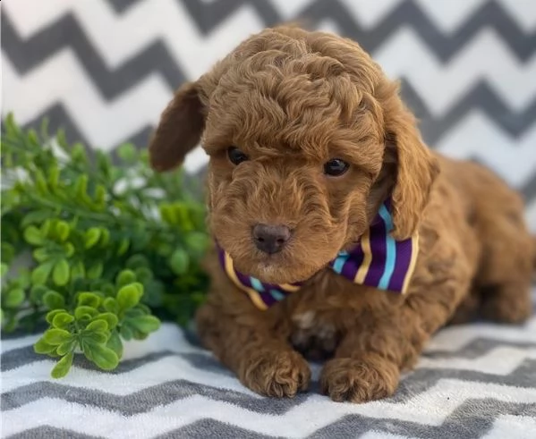 regalo barboncino cuccioli