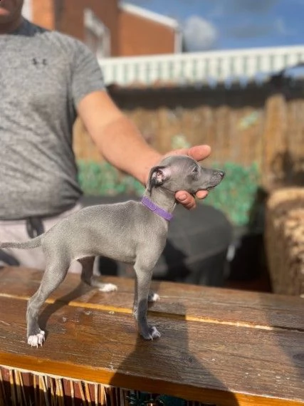 cuccioli levriero italiano di 2 mesi | Foto 2