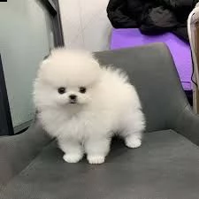 07 cuccioli di pomerania in adozione