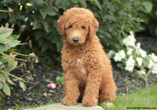 cuccioli di barboncino 