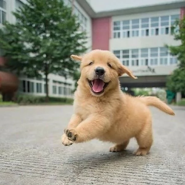 molto urgente !!! regalo golden retriever cuccioli belli e simpatici. maschio e femmina pronti per u