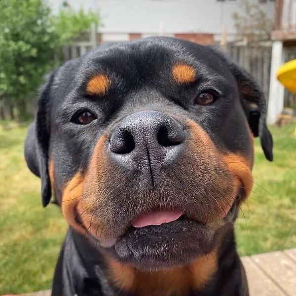 regalo cuccioli rottweiler bellissimi cuccioli di rottweiler di prima scelta in pronta consegna micr