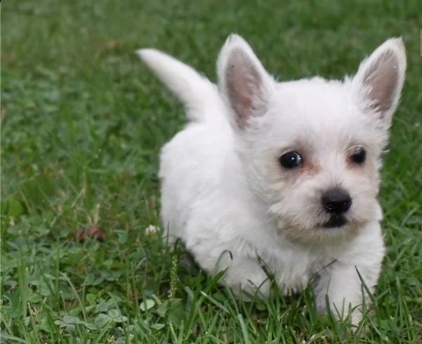 regalo adorabili cuccioli  west highland terrier bianco femminucce e maschietti disponibili