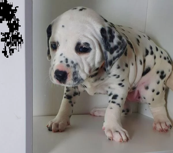 regalo dalmata cuccioli