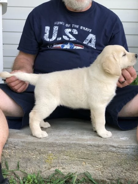 regalo cuccioli di golden retriver