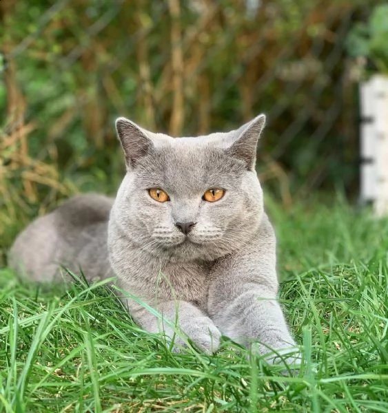 regalo di adorabile gattino di british bello e carino.   uomini e donne pronti per una casa amorevol