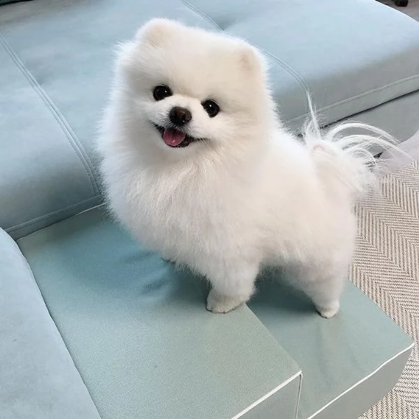 cuccioli di spitz pomerania 3 mesi