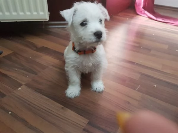 splendidi west highland white terrier cuccioli disponibili | Foto 0