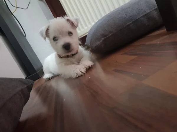 splendidi west highland white terrier cuccioli disponibili