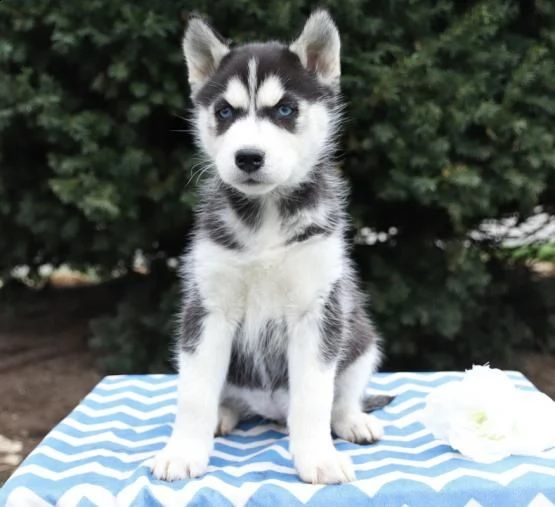 regalo siberian husky con pedigree 