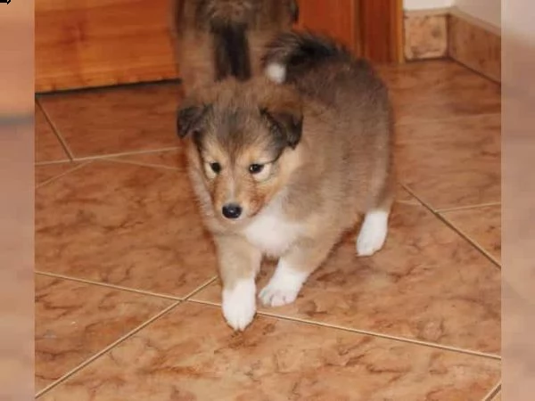 regalo cuccioli shetland sheepdog