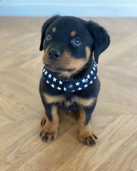 regalo cuccioli rottweiler bellissimi cuccioli di rottweiler di prima scelta in pronta consegna micr