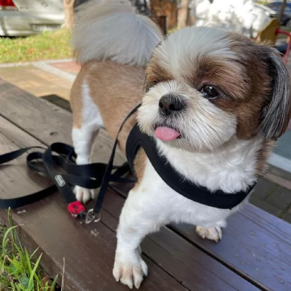 regalo cuccioli shih tzu avente : primi vaccini, passaporto, libretto sanitario, microchip. possibil